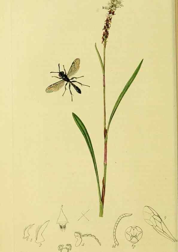 Reproducción/Reproduction 36373421035: British entomology :. London,Printed for the author,1823-1840 [i.e. 1840].