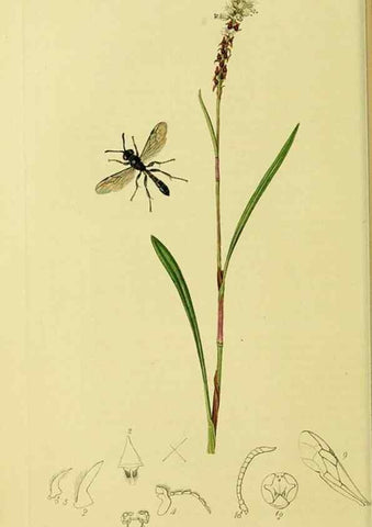Reproducción/Reproduction 36373421035: British entomology :. London,Printed for the author,1823-1840 [i.e. 1840].
