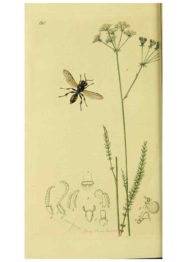 Reproducción/Reproduction 35537555314: British entomology :. London,Printed for the author,1823-1840 [i.e. 1840].
