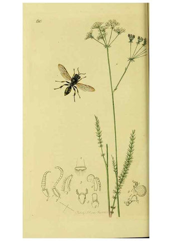 Reproducción/Reproduction 35537555314: British entomology :. London,Printed for the author,1823-1840 [i.e. 1840].