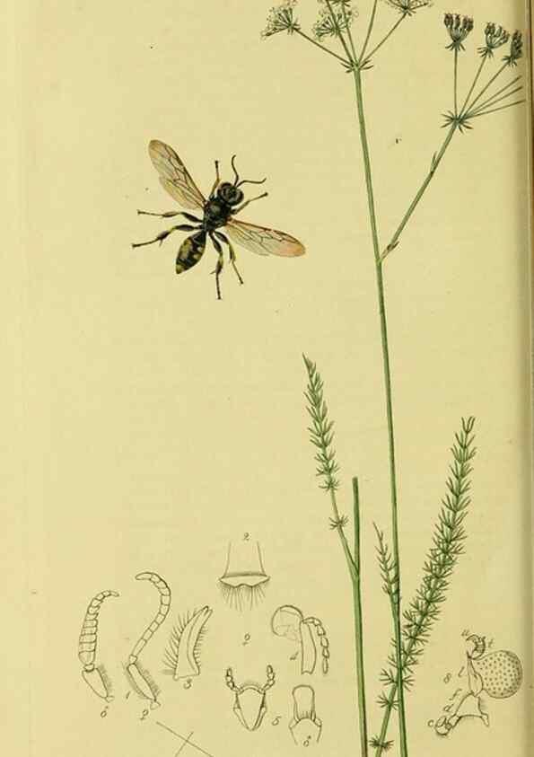 Reproducción/Reproduction 35537555314: British entomology :. London,Printed for the author,1823-1840 [i.e. 1840].