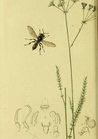 Reproducción/Reproduction 35537555314: British entomology :. London,Printed for the author,1823-1840 [i.e. 1840].