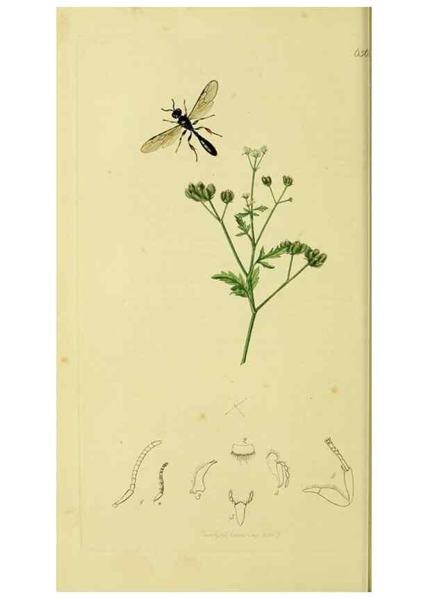 Reproducción/Reproduction 35537556534: British entomology :. London,Printed for the author,1823-1840 [i.e. 1840].