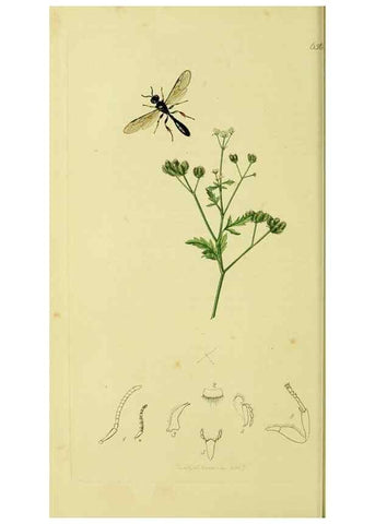 Reproducción/Reproduction 35537556534: British entomology :. London,Printed for the author,1823-1840 [i.e. 1840].