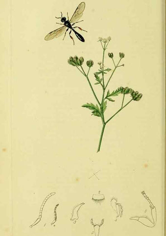 Reproducción/Reproduction 35537556534: British entomology :. London,Printed for the author,1823-1840 [i.e. 1840].