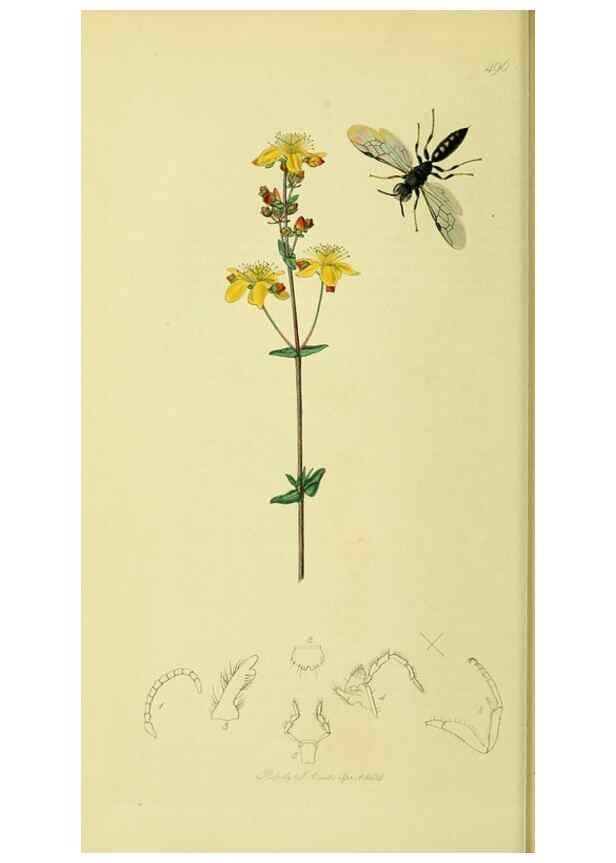 Reproducción/Reproduction 35537557764: British entomology :. London,Printed for the author,1823-1840 [i.e. 1840].
