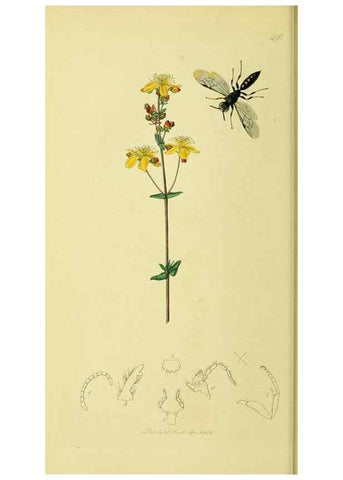 Reproducción/Reproduction 35537557764: British entomology :. London,Printed for the author,1823-1840 [i.e. 1840].
