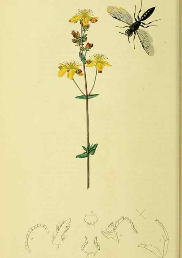 Reproducción/Reproduction 35537557764: British entomology :. London,Printed for the author,1823-1840 [i.e. 1840].