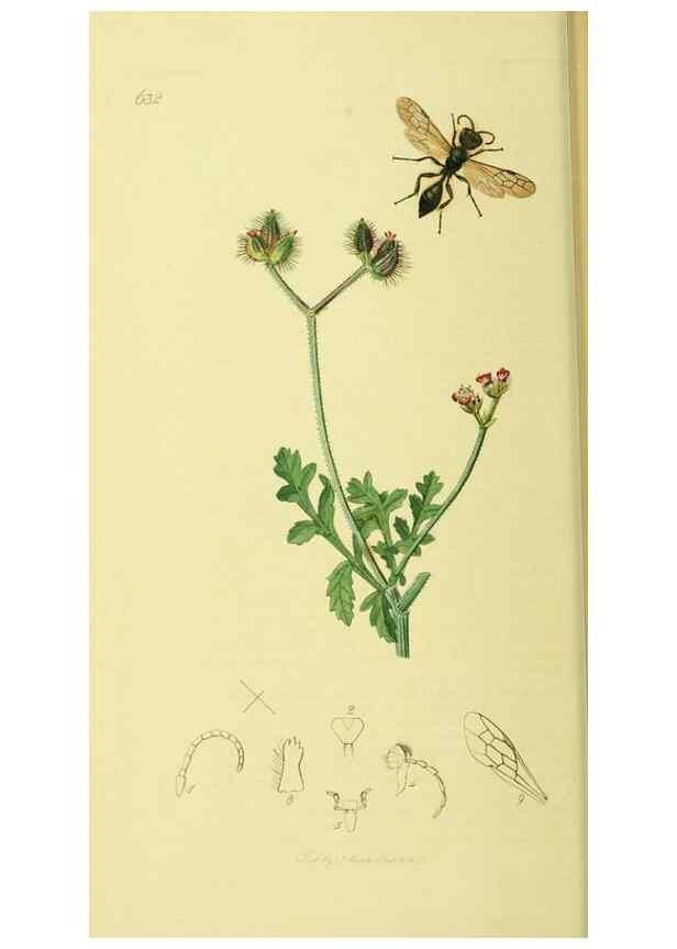 Reproducción/Reproduction 35537559474: British entomology :. London,Printed for the author,1823-1840 [i.e. 1840].