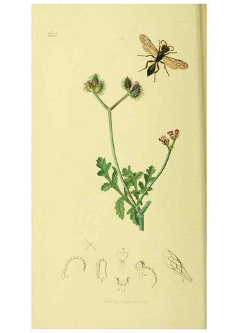 Reproducción/Reproduction 35537559474: British entomology :. London,Printed for the author,1823-1840 [i.e. 1840].