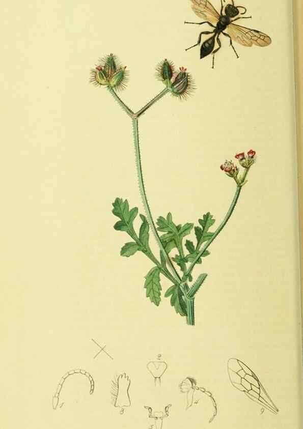 Reproducción/Reproduction 35537559474: British entomology :. London,Printed for the author,1823-1840 [i.e. 1840].