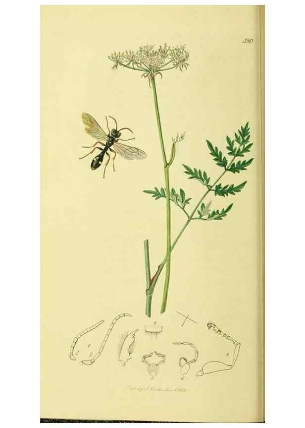 Reproducción/Reproduction 35537560874: British entomology :. London,Printed for the author,1823-1840 [i.e. 1840].