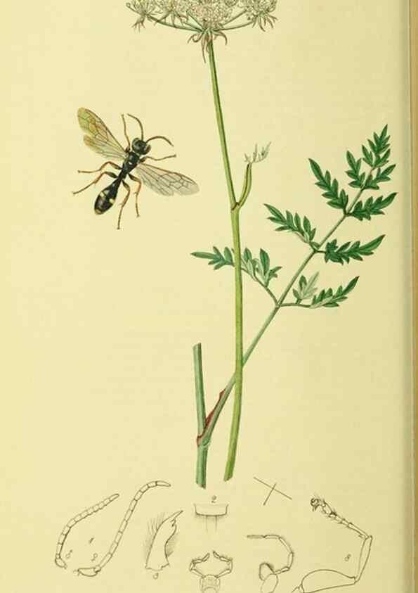 Reproducción/Reproduction 35537560874: British entomology :. London,Printed for the author,1823-1840 [i.e. 1840].