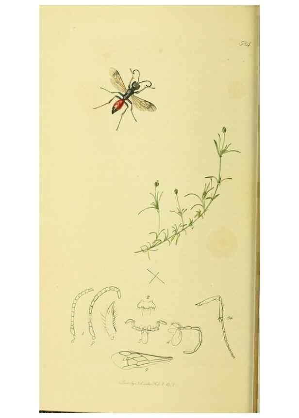 Reproducción/Reproduction 35537562214: British entomology :. London,Printed for the author,1823-1840 [i.e. 1840].