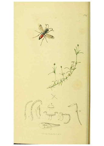 Reproducción/Reproduction 35537562214: British entomology :. London,Printed for the author,1823-1840 [i.e. 1840].
