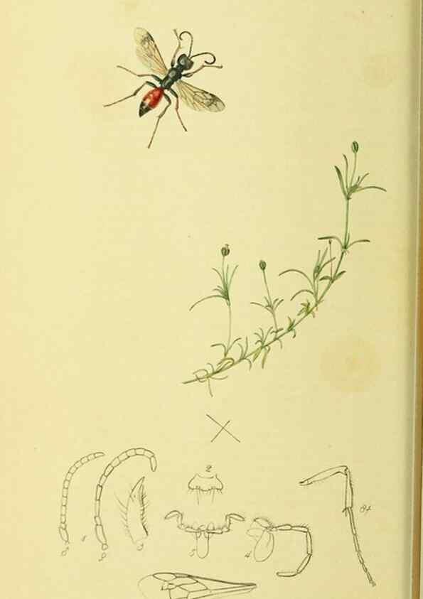 Reproducción/Reproduction 35537562214: British entomology :. London,Printed for the author,1823-1840 [i.e. 1840].
