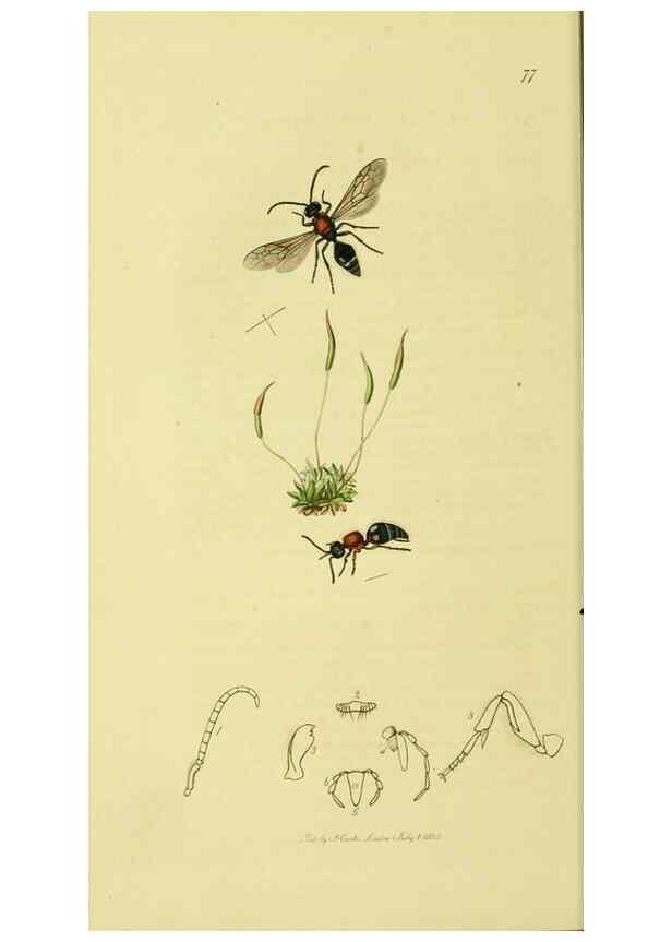 Reproducción/Reproduction 36236665131: British entomology :. London,Printed for the author,1823-1840 [i.e. 1840].