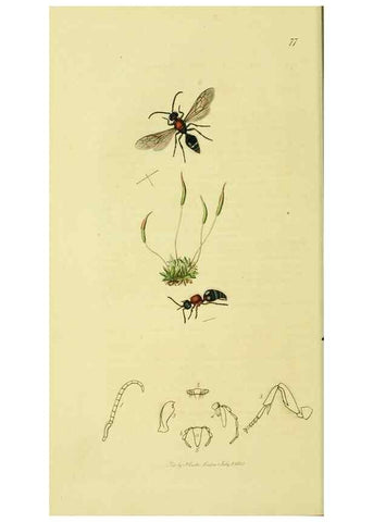 Reproducción/Reproduction 36236665131: British entomology :. London,Printed for the author,1823-1840 [i.e. 1840].