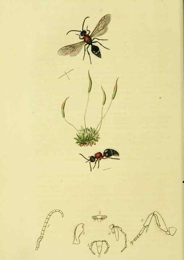 Reproducción/Reproduction 36236665131: British entomology :. London,Printed for the author,1823-1840 [i.e. 1840].