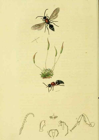 Reproducción/Reproduction 36236665131: British entomology :. London,Printed for the author,1823-1840 [i.e. 1840].