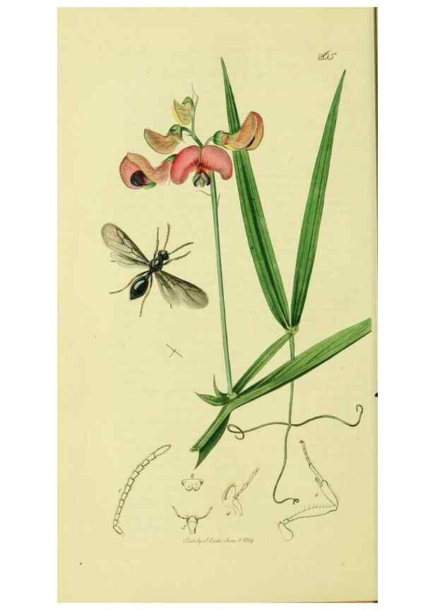 Reproducción/Reproduction 36236663341: British entomology :. London,Printed for the author,1823-1840 [i.e. 1840].