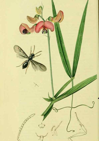 Reproducción/Reproduction 36236663341: British entomology :. London,Printed for the author,1823-1840 [i.e. 1840].