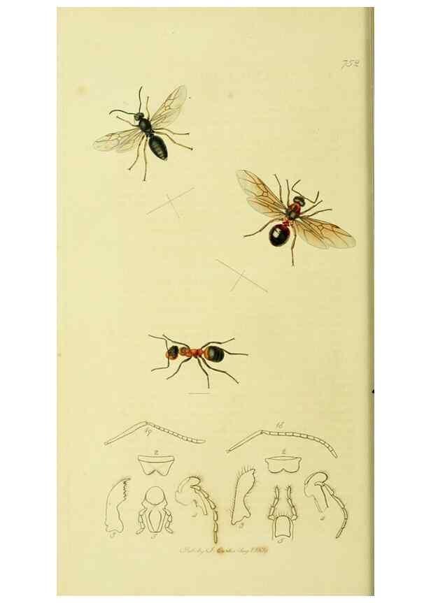 Reproducción/Reproduction 36236662071: British entomology :. London,Printed for the author,1823-1840 [i.e. 1840].