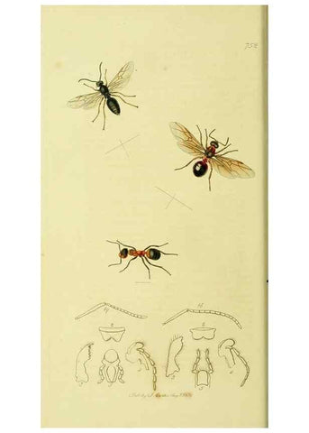 Reproducción/Reproduction 36236662071: British entomology :. London,Printed for the author,1823-1840 [i.e. 1840].