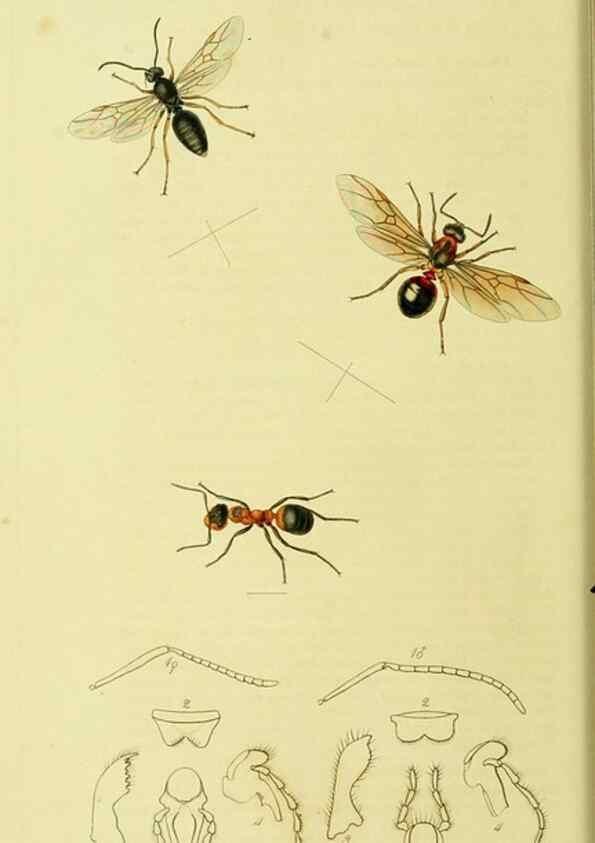 Reproducción/Reproduction 36236662071: British entomology :. London,Printed for the author,1823-1840 [i.e. 1840].