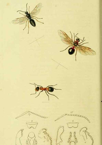 Reproducción/Reproduction 36236662071: British entomology :. London,Printed for the author,1823-1840 [i.e. 1840].