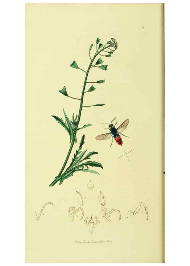 Reproducción/Reproduction 36236660721: British entomology :. London,Printed for the author,1823-1840 [i.e. 1840].