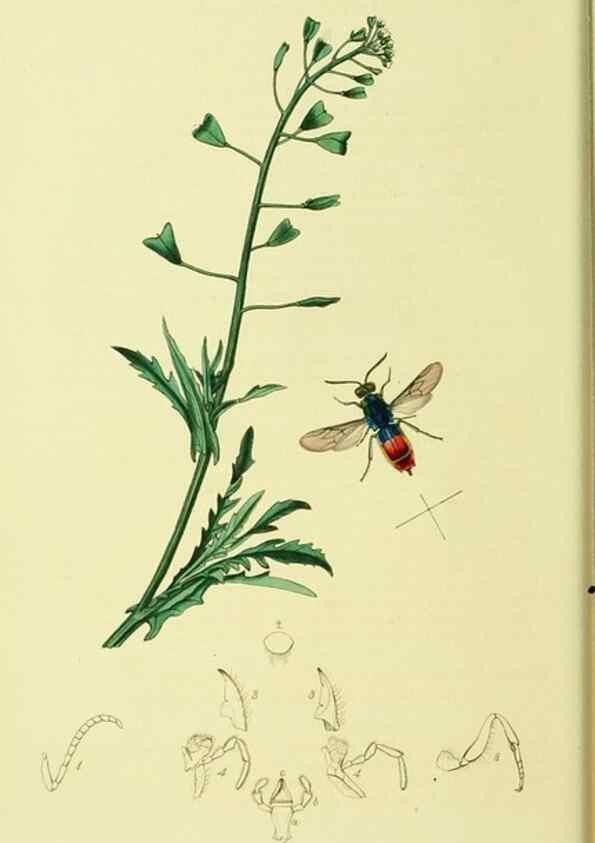 Reproducción/Reproduction 36236660721: British entomology :. London,Printed for the author,1823-1840 [i.e. 1840].