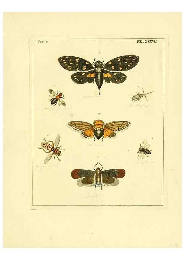 Reproducción/Reproduction 35537341554: Illustrations of natural history.. London,Printed for the author and sold by B. White,1770-82.
