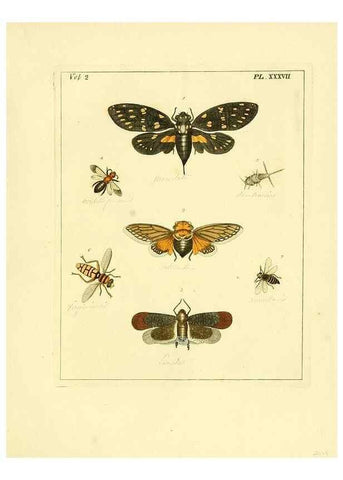Reproducción/Reproduction 35537341554: Illustrations of natural history.. London,Printed for the author and sold by B. White,1770-82.