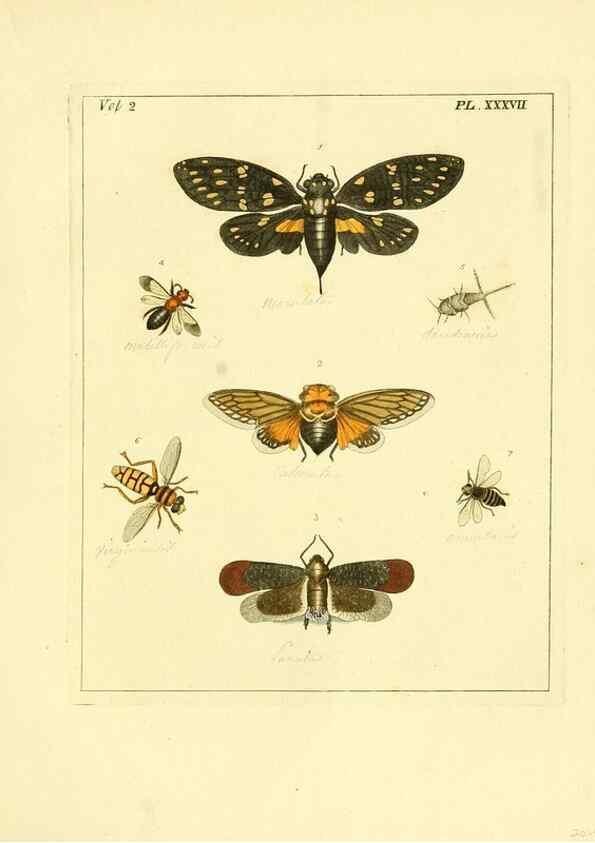 Reproducción/Reproduction 35537341554: Illustrations of natural history.. London,Printed for the author and sold by B. White,1770-82.