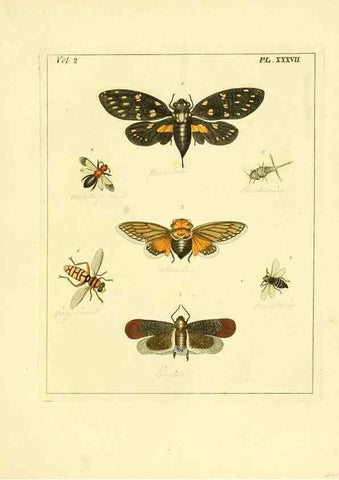 Reproducción/Reproduction 35537341554: Illustrations of natural history.. London,Printed for the author and sold by B. White,1770-82.