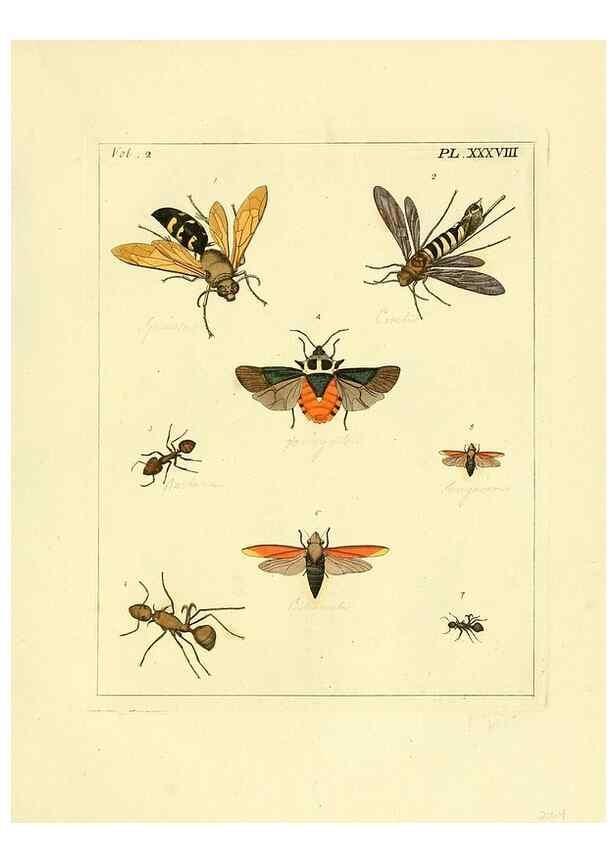 Reproducción/Reproduction 35564822293: Illustrations of natural history.. London,Printed for the author and sold by B. White,1770-82.