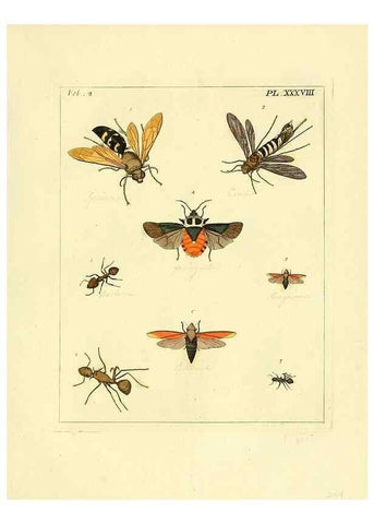 Reproducción/Reproduction 35564822293: Illustrations of natural history.. London,Printed for the author and sold by B. White,1770-82.