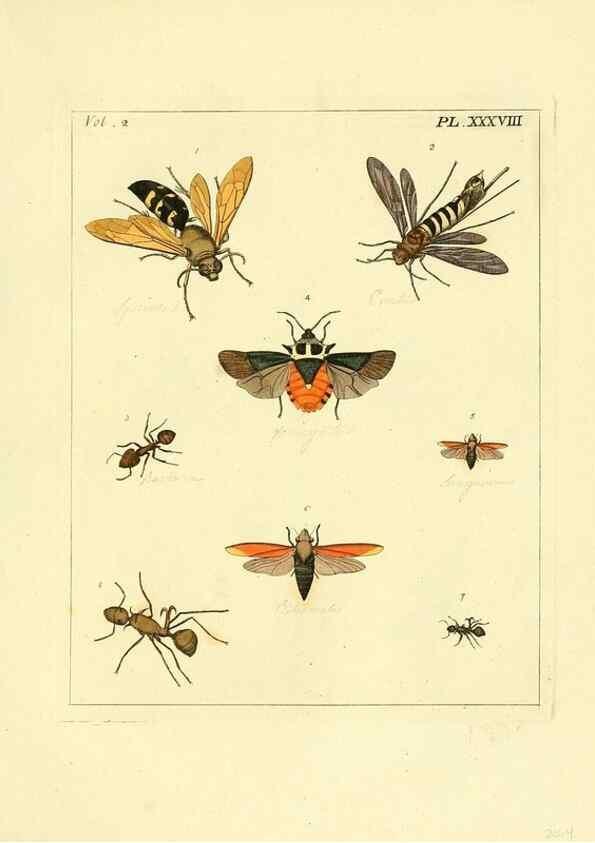 Reproducción/Reproduction 35564822293: Illustrations of natural history.. London,Printed for the author and sold by B. White,1770-82.