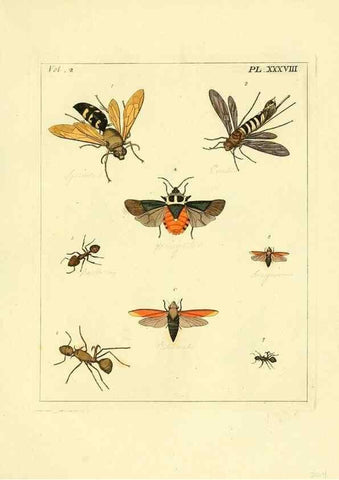 Reproducción/Reproduction 35564822293: Illustrations of natural history.. London,Printed for the author and sold by B. White,1770-82.