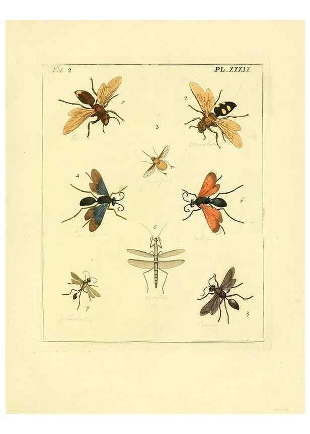 Reproducción/Reproduction 36328308866: Illustrations of natural history.. London,Printed for the author and sold by B. White,1770-82.