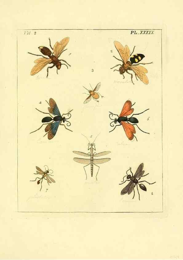 Reproducción/Reproduction 36328308866: Illustrations of natural history.. London,Printed for the author and sold by B. White,1770-82.