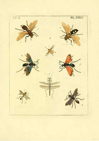 Reproducción/Reproduction 36328308866: Illustrations of natural history.. London,Printed for the author and sold by B. White,1770-82.