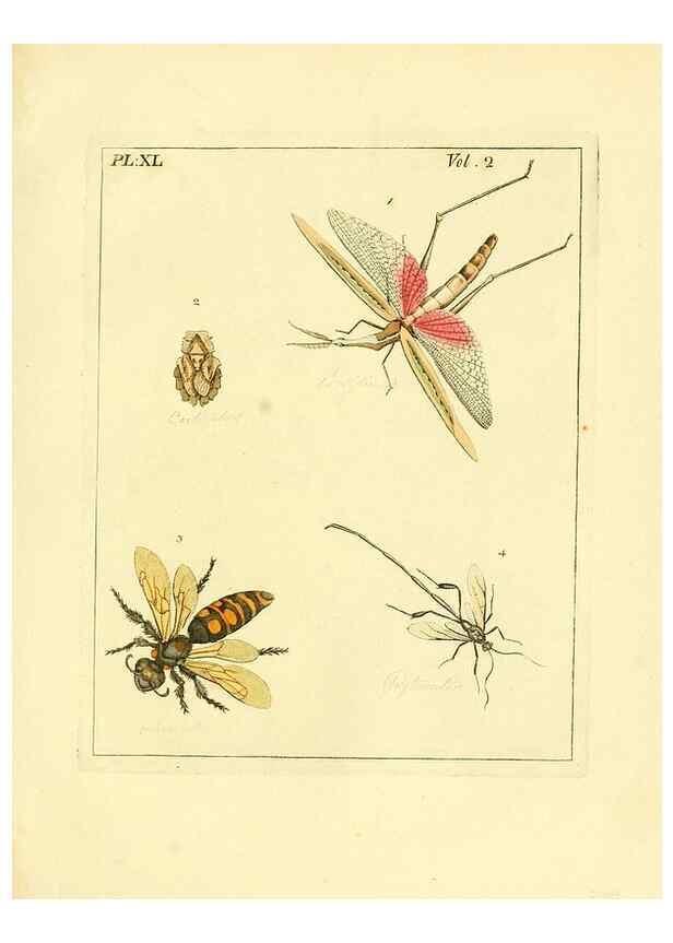 Reproducción/Reproduction 36328310006: Illustrations of natural history.. London,Printed for the author and sold by B. White,1770-82.