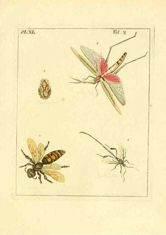 Reproducción/Reproduction 36328310006: Illustrations of natural history.. London,Printed for the author and sold by B. White,1770-82.
