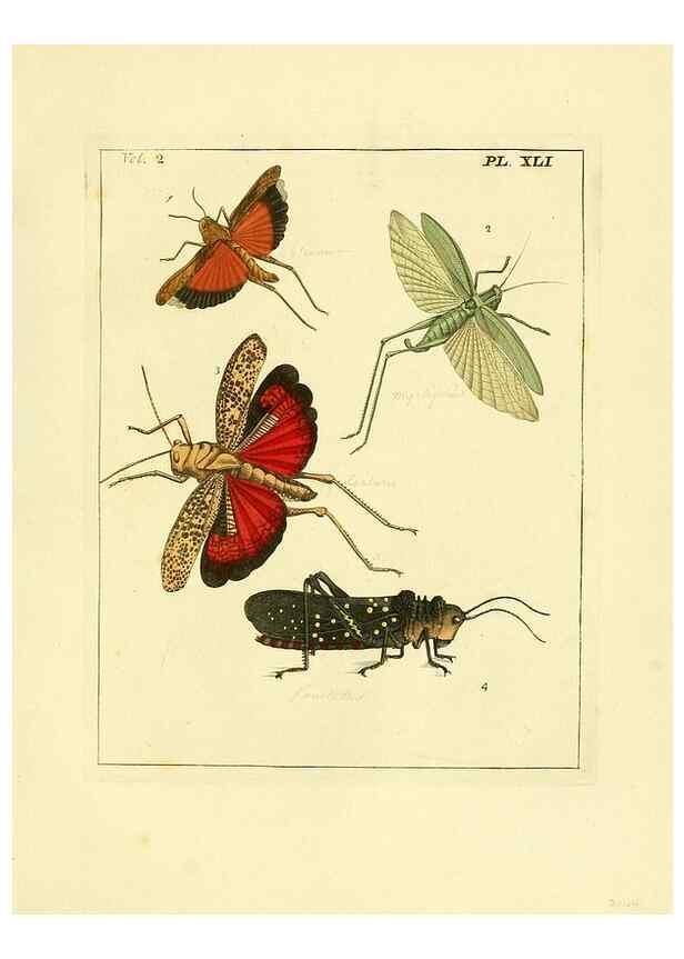 Reproducción/Reproduction 35537346144: Illustrations of natural history.. London,Printed for the author and sold by B. White,1770-82.