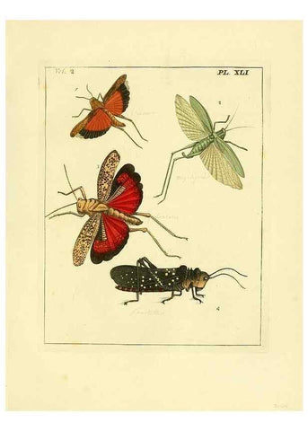 Reproducción/Reproduction 35537346144: Illustrations of natural history.. London,Printed for the author and sold by B. White,1770-82.