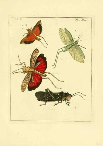 Reproducción/Reproduction 35537346144: Illustrations of natural history.. London,Printed for the author and sold by B. White,1770-82.