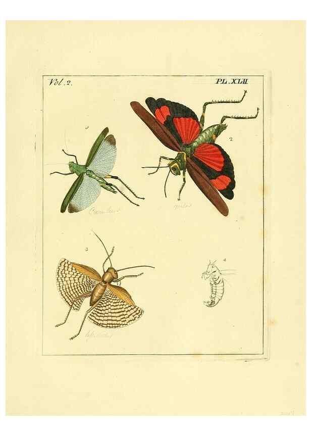 Reproducción/Reproduction 36236449731: Illustrations of natural history.. London,Printed for the author and sold by B. White,1770-82.