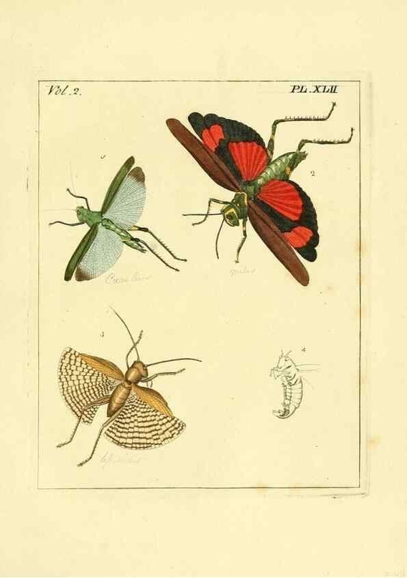 Reproducción/Reproduction 36236449731: Illustrations of natural history.. London,Printed for the author and sold by B. White,1770-82.